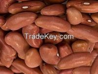 light speckled kidney bean ,long shape