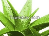 AHC Herbals Aloe Vera Capsules 
