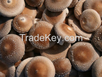 Oyster Mushrooms
