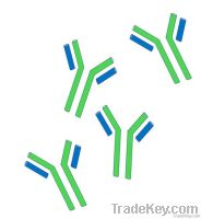 Chicken Immunoglobulin