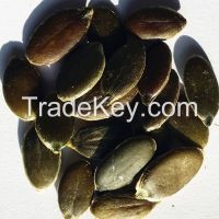 Organic Pumpkin Seeds grow without shell