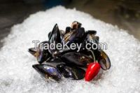 Boston Bay Mussel