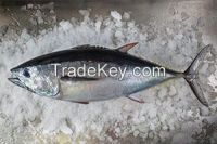 Southern Bluefin Tuna