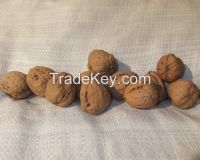Hazelnuts &amp; Walnuts from Poland, currently in UK