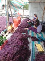 Dried RED / PURPLE Eucheuma Cottonii Seaweed