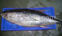 Tuna Whole Fish