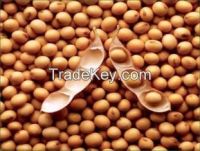 Soybeans 