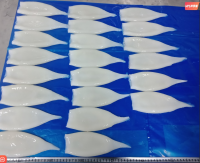 Frozen squid tubes