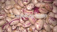 Red Speckled Sugar Beans/Purple Speckled Kidney Beans/White Kidney Beans/Jugo Beans