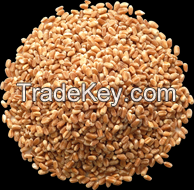 wheat 