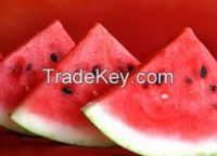 Fresh Watermelons Available in tons