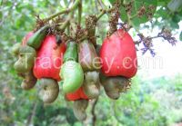 Raw Cashew Nuts