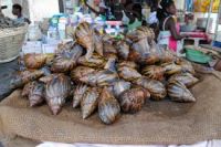 Live Giant African Snails flesh, shell, oil, frozen, live, dried, powder..