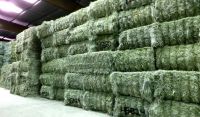 Alfalfa Hay for Animal Feed and Pellet