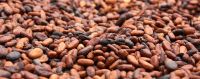 Sun Dried Cocoa Beans(Beans, juice and Powder)