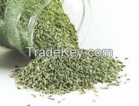 Fennel