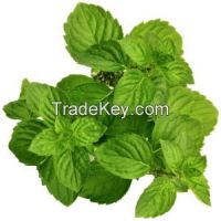 Spearmint