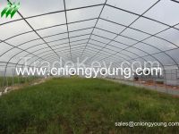 Single Tunnel Greenhouse on Sale