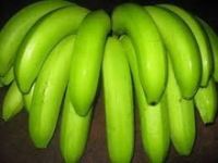 Cavendish Bananas