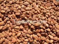 BITTER APRICOT KERNELS