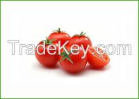 Coctail Tomatoes