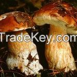 Wild Mushrooms Boletus Edulis
