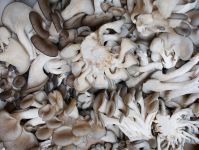 oyster  mushroom