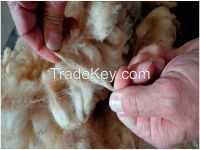 Spanish Greasy Wool