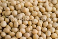 Soya Beans