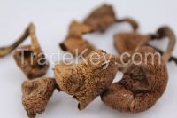 Dried Mushroom