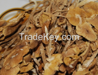 Dried Agrocybe Cy...