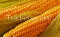 Maize Yellow Corn Ukraine