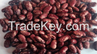 Cranberry Beans