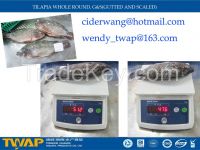 TILAPIA WHOLE ROUND Fish