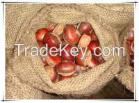 Wholesale Big Size Fresh Roasted Chestnut