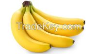 FRESH CAVENDISH BANANAS From South Africa