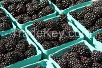 Blackberries