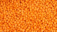  Green, Red and brown Lentils yellow lentils grade A for sale 