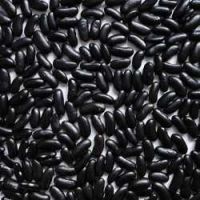 100% Black, red and white Kidney Beans for sale