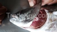 All type of seafood we can supply