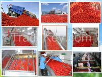 tinned tomato paste 400g,with brix 28-30%  From China