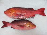 Frozen Red Snapper Whole Cleaned