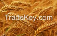 Hard Wheat