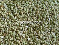 Green Buckwheat