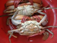 Sea Food