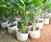 Plastic Plant Nursery Poly Bags From China