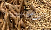 Organic Soya Beans