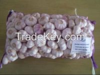 fresh normal white garlic/ fresh pure white garlic From China