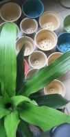https://cn.tradekey.com/product_view/Biodegradable-Flower-plant-Pots-29763.html