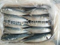 Frozen Pacific Mackerel frozen fish